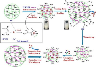 基于多糖細菌纖維素的溫敏性分子印跡技術 生物基材料在重金屬吸附領域的創新研發